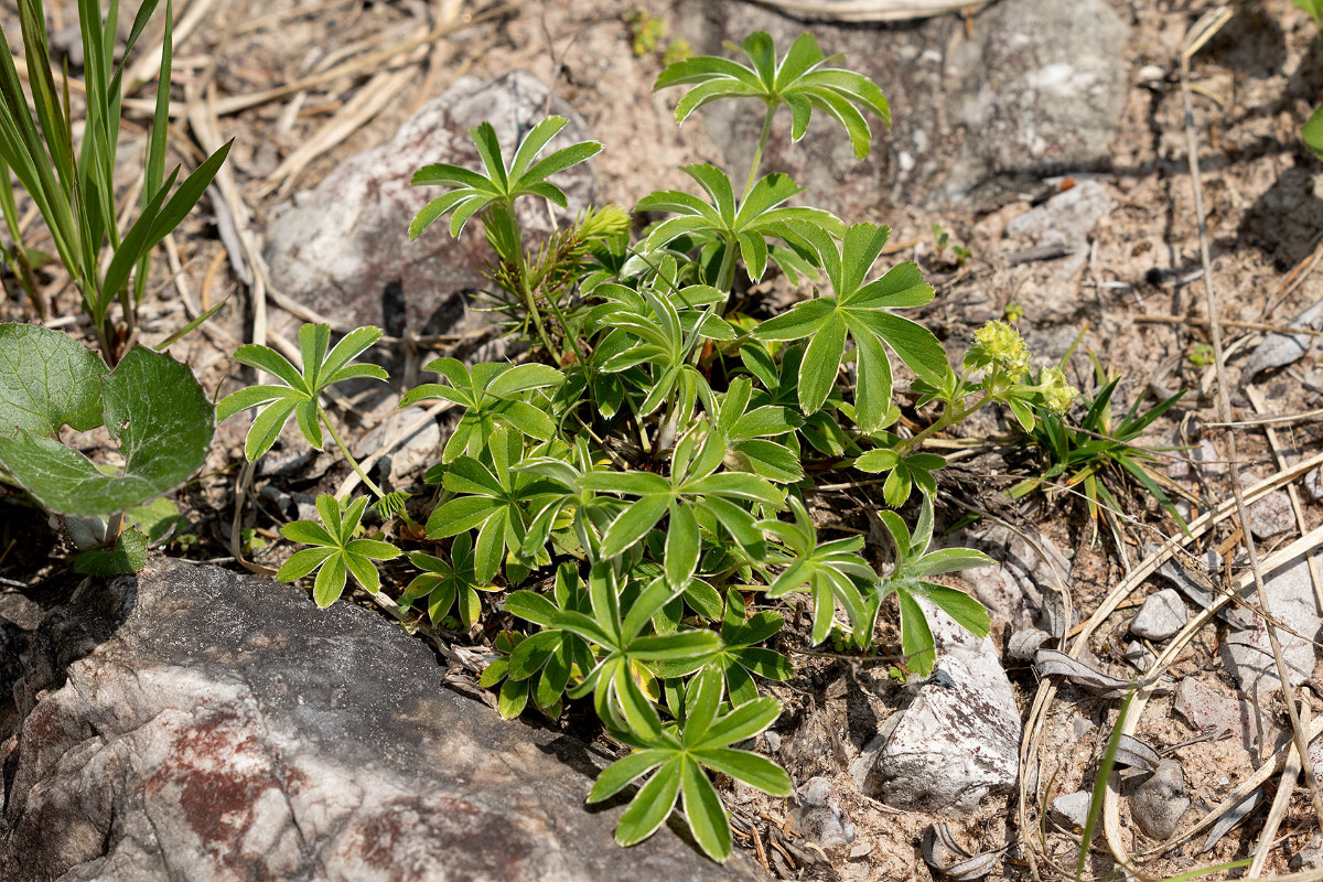 Alchemilla alpigena_FRAGE_0451.jpg