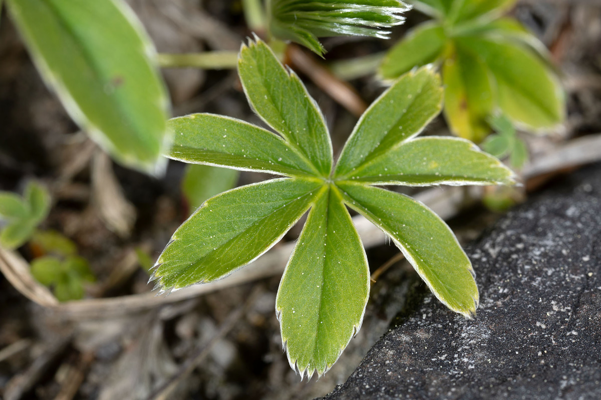 Alchemilla alpigena_FRAGE_0453.jpg