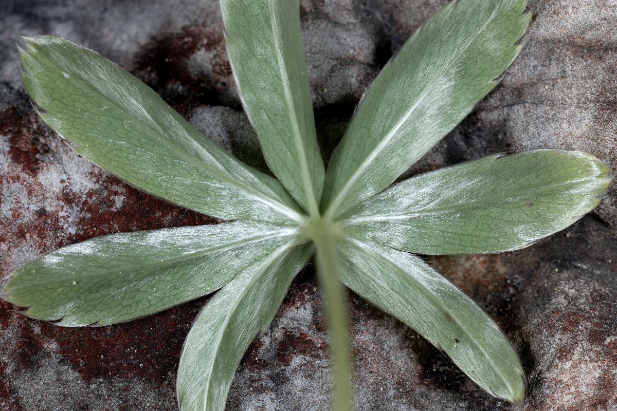 Alchemilla alpigena_FRAGE_0454.jpg