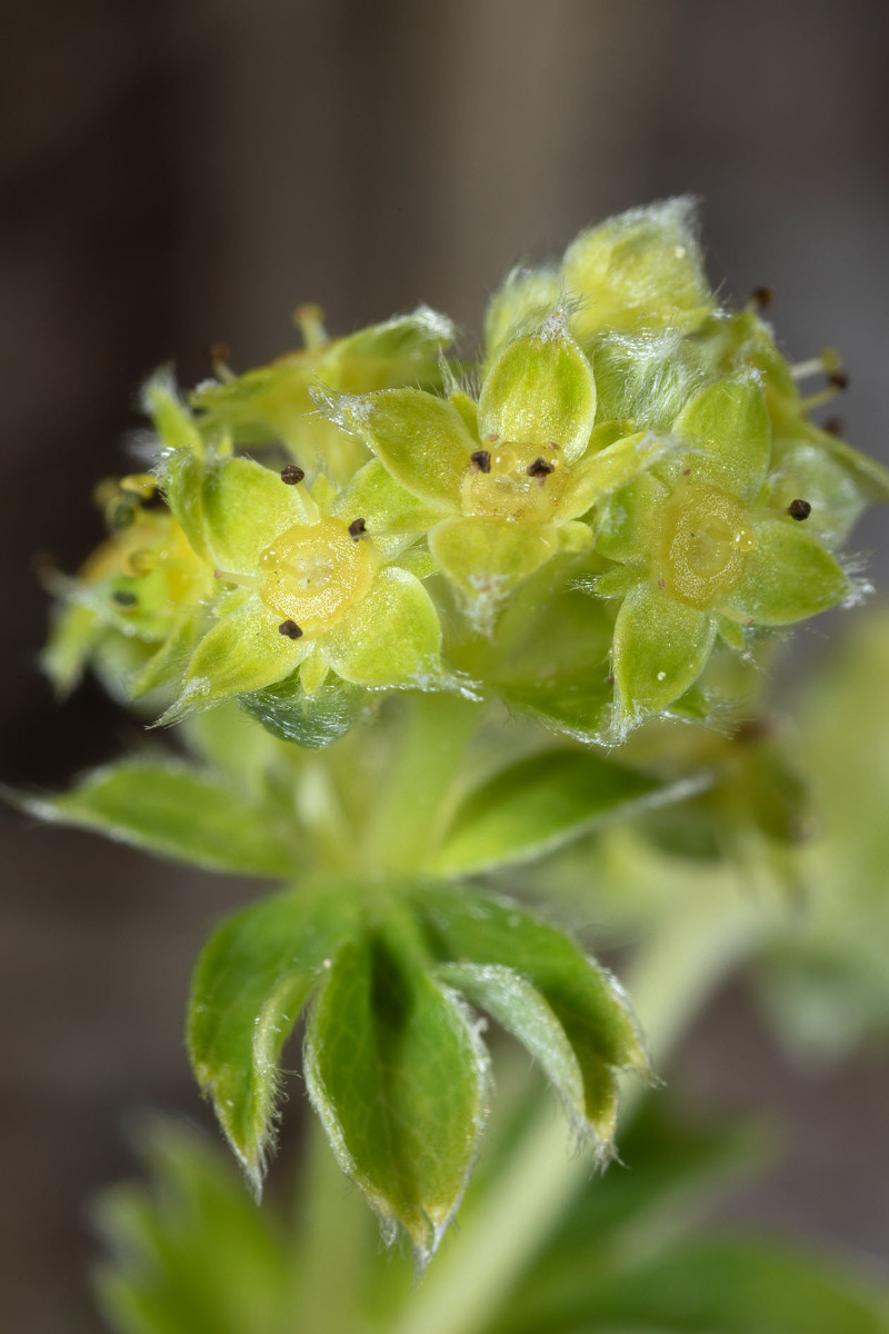 Alchemilla alpigena_FRAGE_0455.jpg