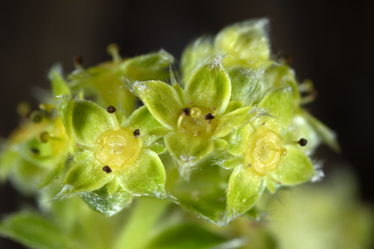 Alchemilla alpigena_FRAGE_0456.jpg