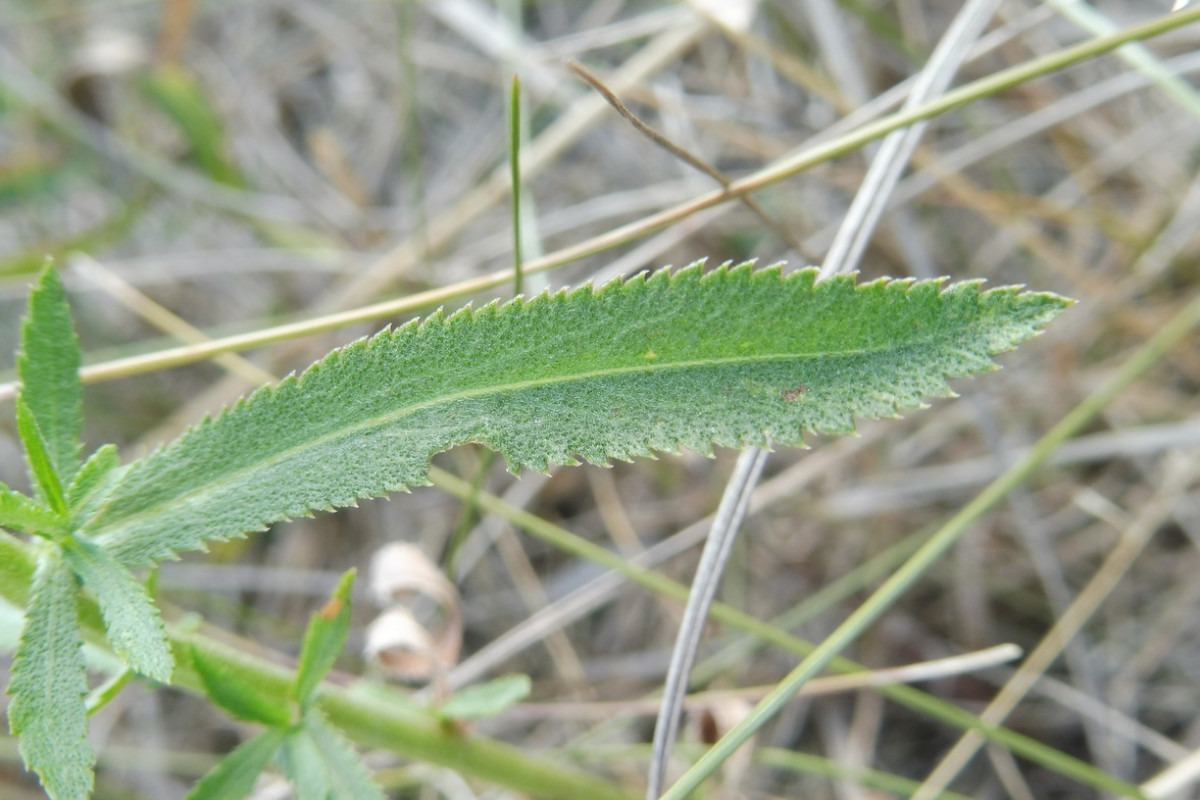 Achillea salicifolia Weidenblättrige Sumpf-Schafgarbe 4.JPG