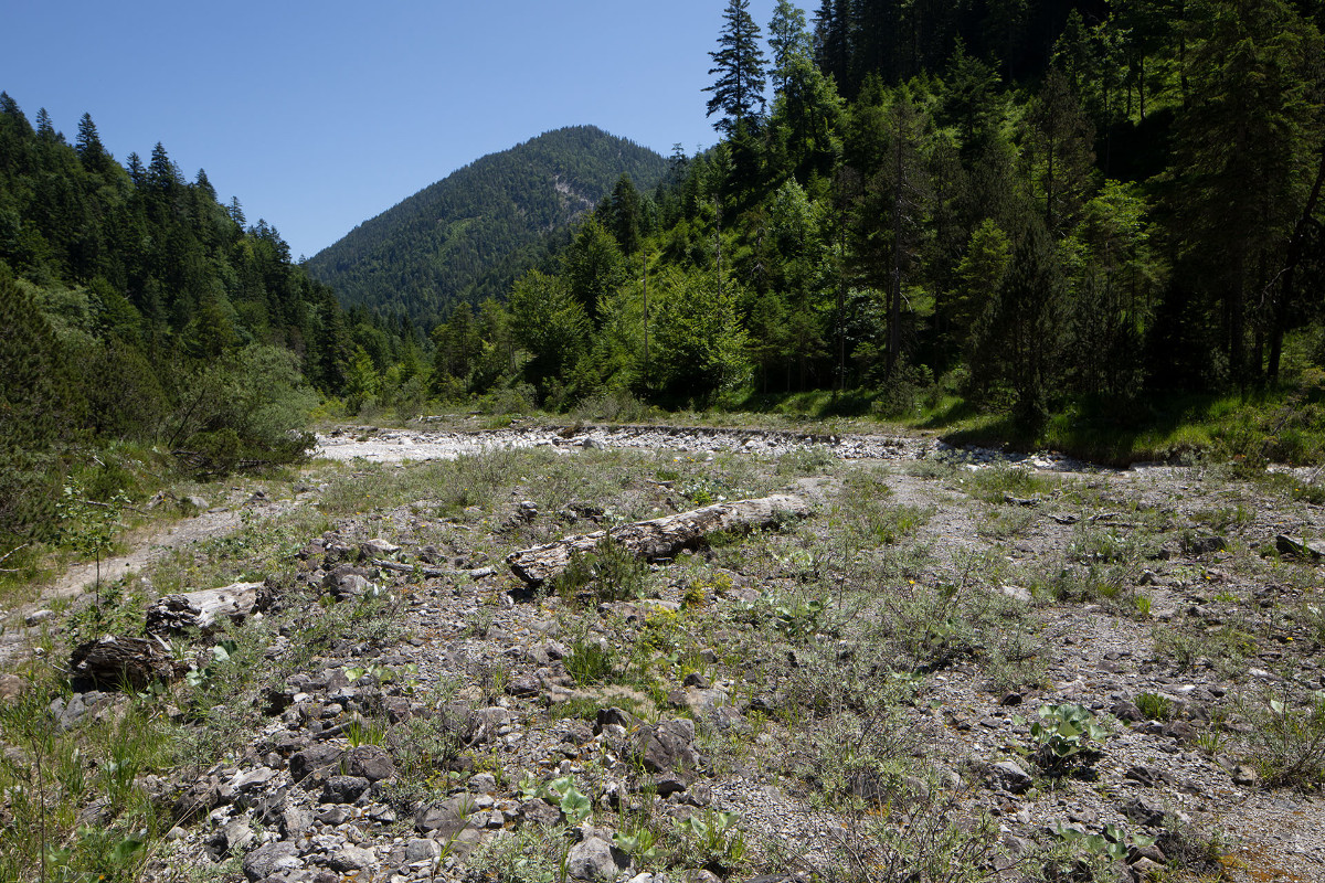 Habitat_Alchemilla alpigena_FRAGE_0457.jpg