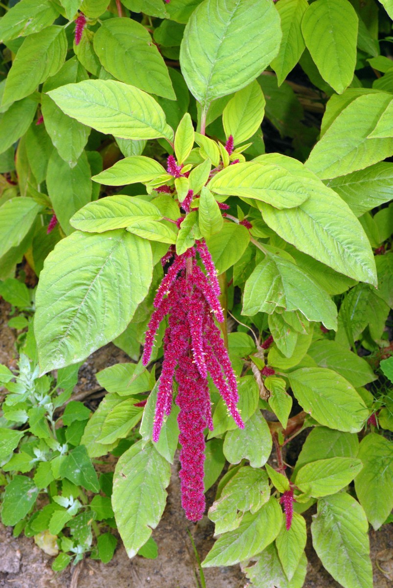 Amaranthus caudatus yy BG MR 16.7.16 DSC_7644.JPG