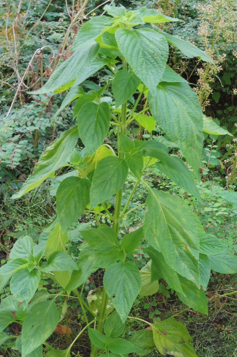 Salvia hispanica Chia Friedrichshain.JPG