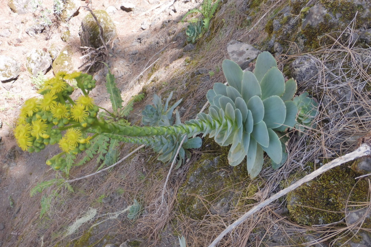 Aeonium Kiefernwald 1.JPG