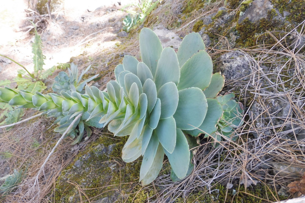 Aeonium Kiefernwald 2.JPG
