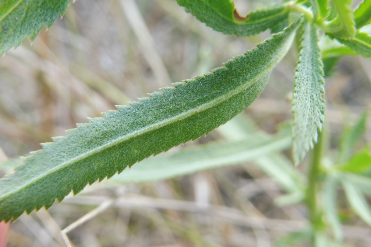 Achillea salicifolia Weidenblättrige Sumpf-Schafgarbe 5.JPG