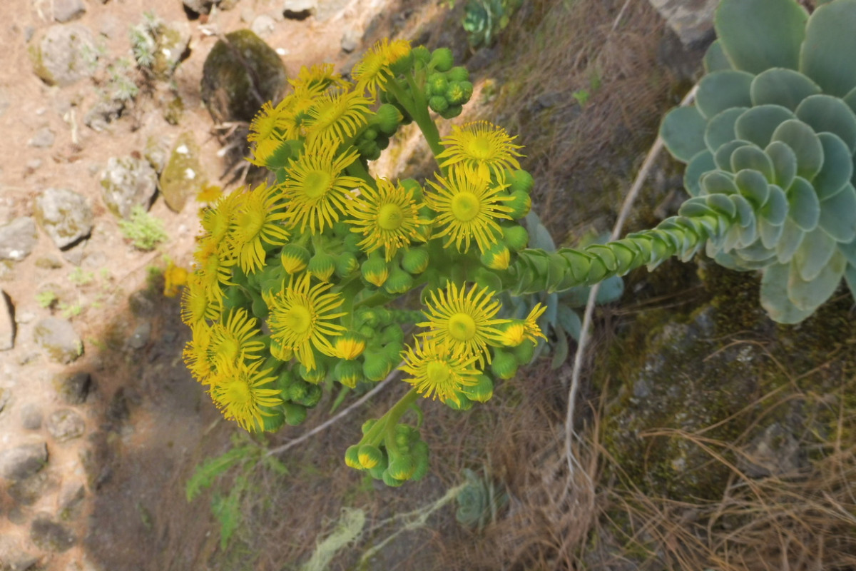 Aeonium Kiefernwald 3.JPG