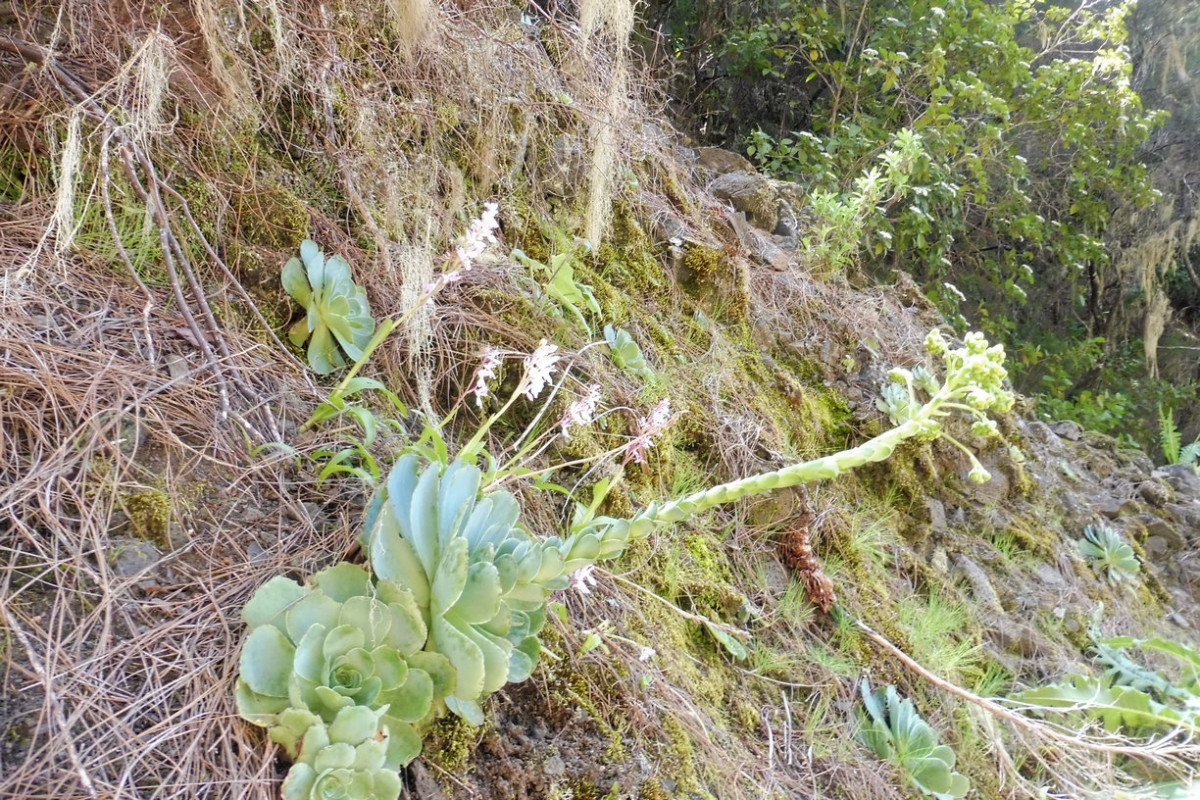 Aeonium Kiefernwald 4.JPG