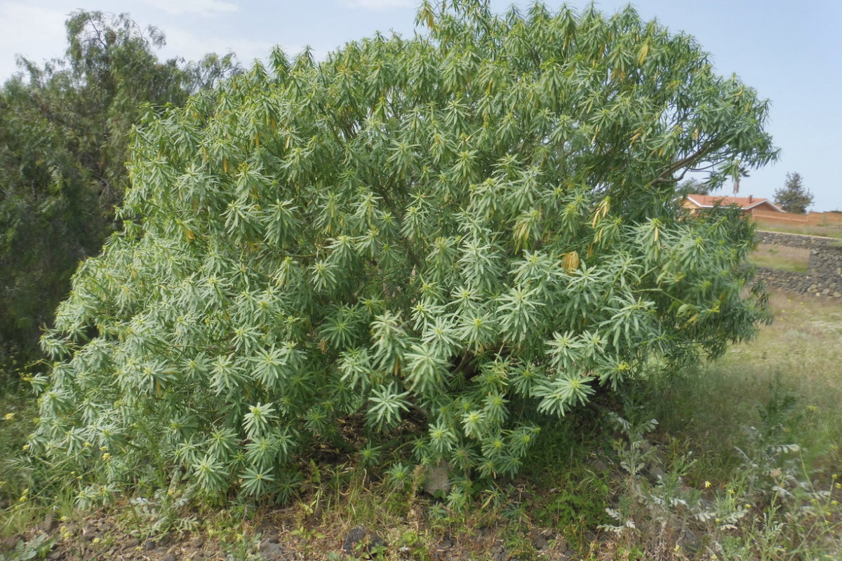 Euphorbia Puerto de la Cruz Teneriffa 1.JPG