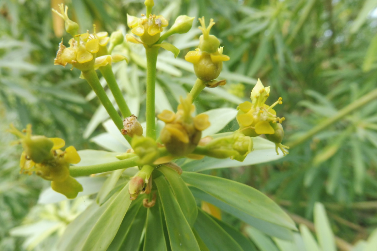 Euphorbia Puerto de la Cruz Teneriffa 2.JPG