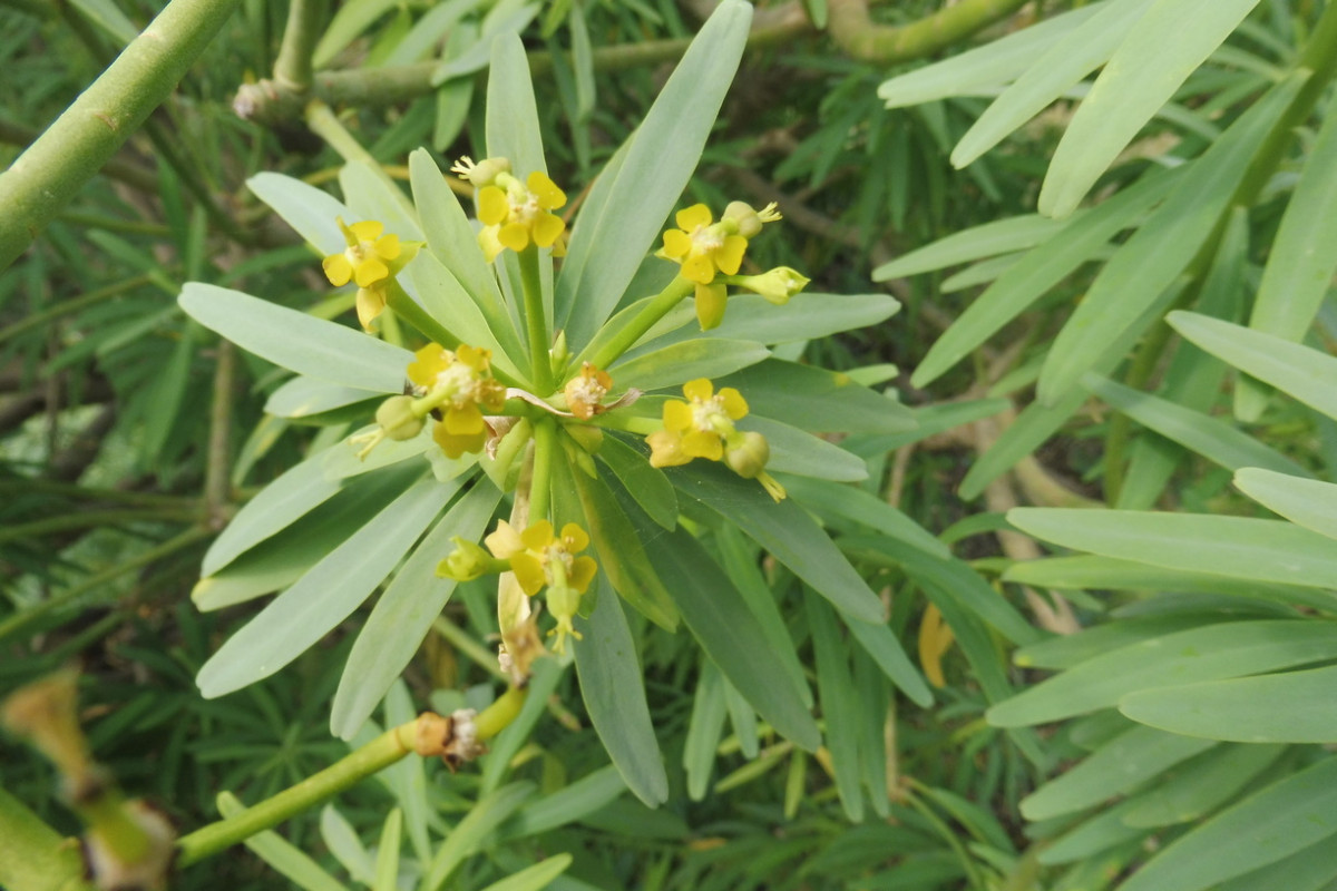 Euphorbia Puerto de la Cruz Teneriffa 3.JPG