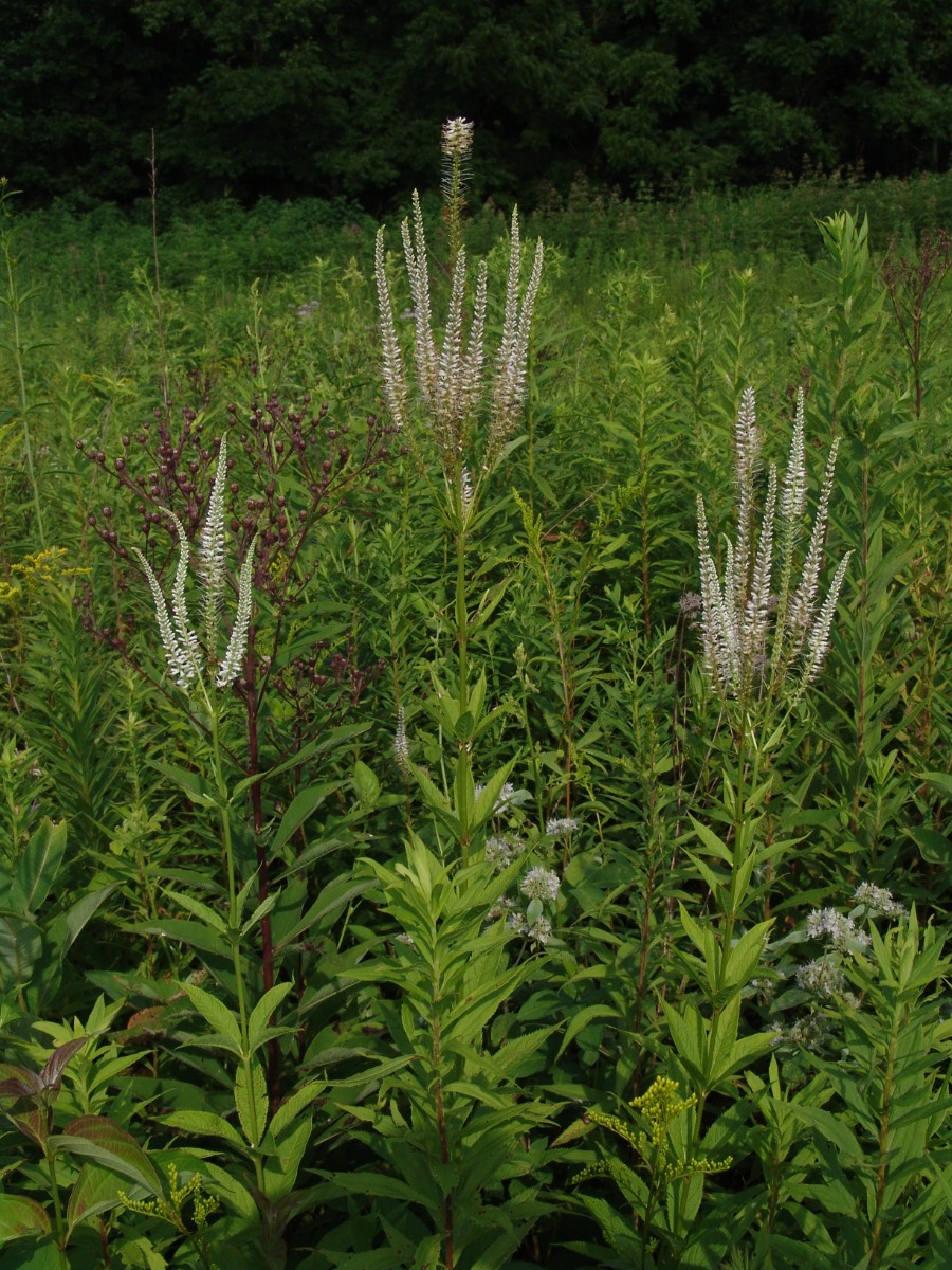 Veronicastrum virginicum LancasterSP WildflowerMeadow G5.jpg