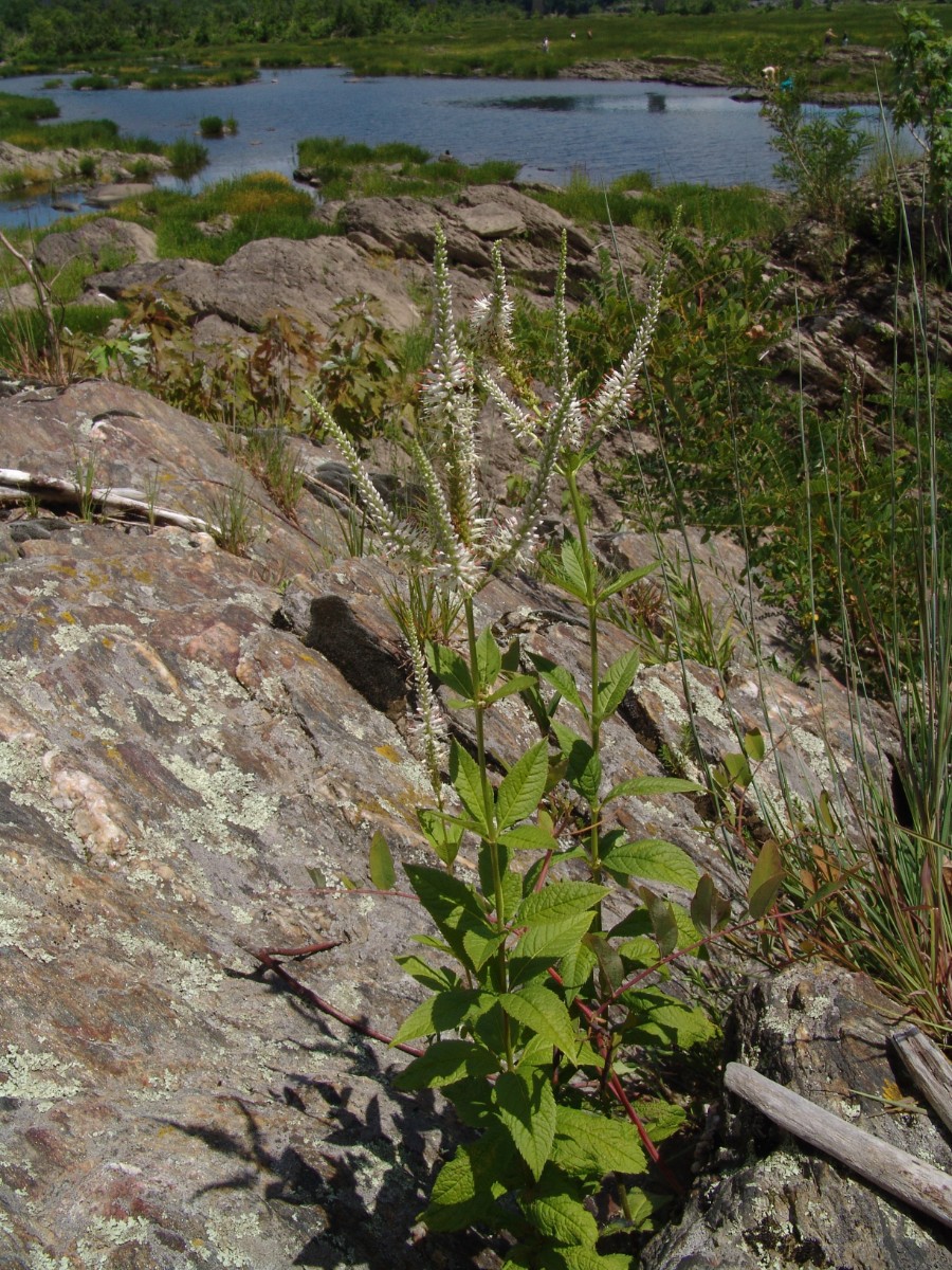 Veronicastrum virginicum Lock12 SusquehannaRiver S-PA G42.jpg