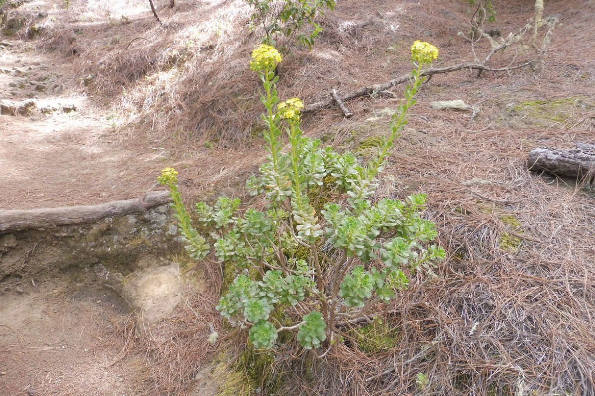 Aeonium 1.JPG