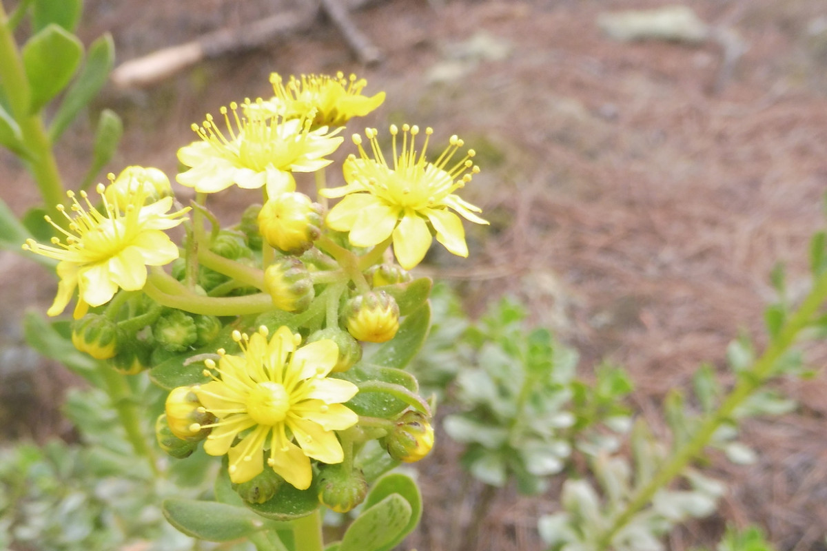 Aeonium 2.JPG