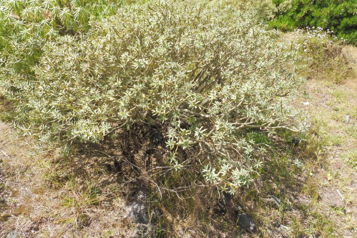 Euphorbia balsamifera 1.JPG