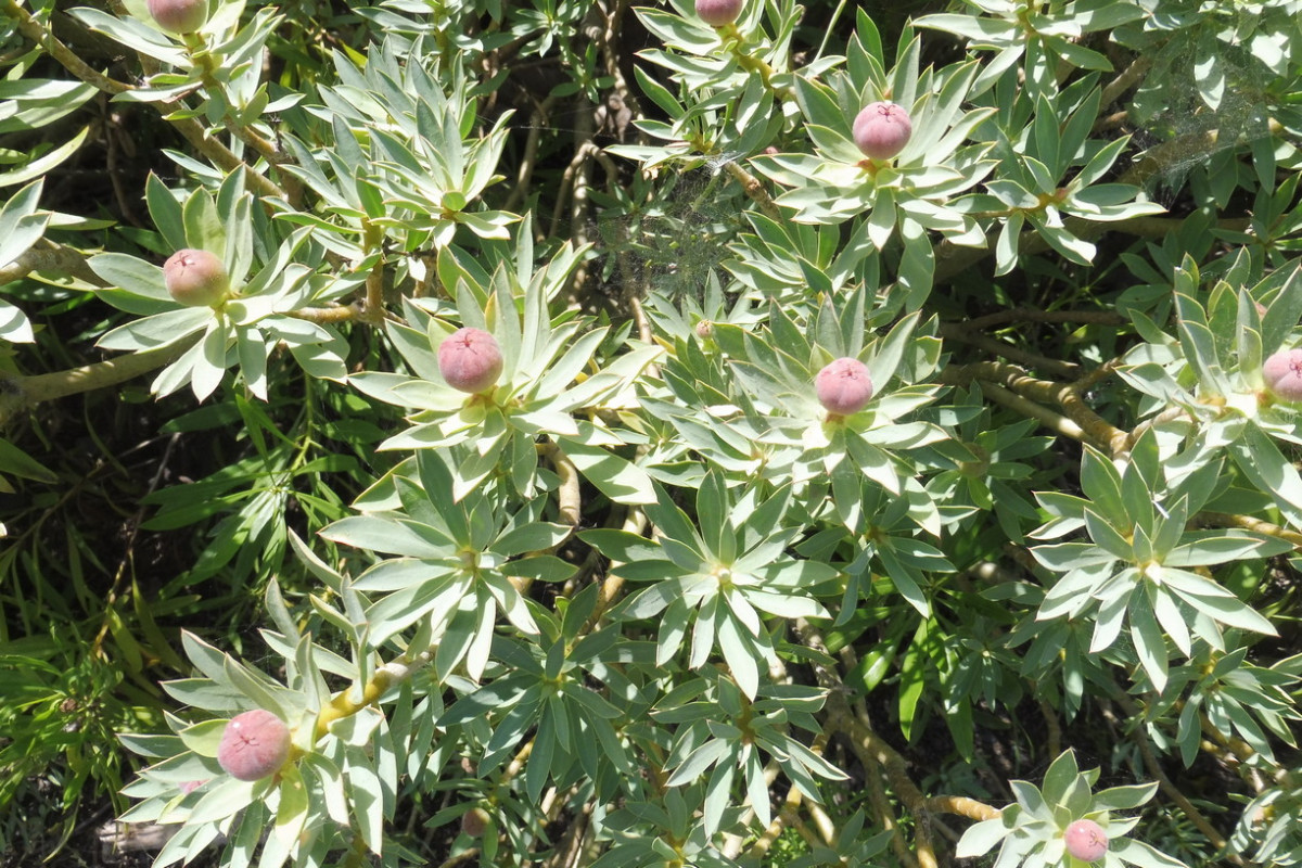 Euphorbia balsamifera 2.JPG