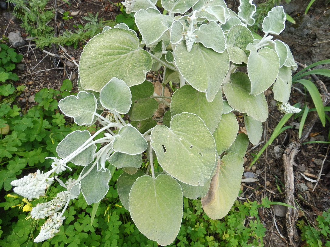 Barranco de Ruiz 1.JPG