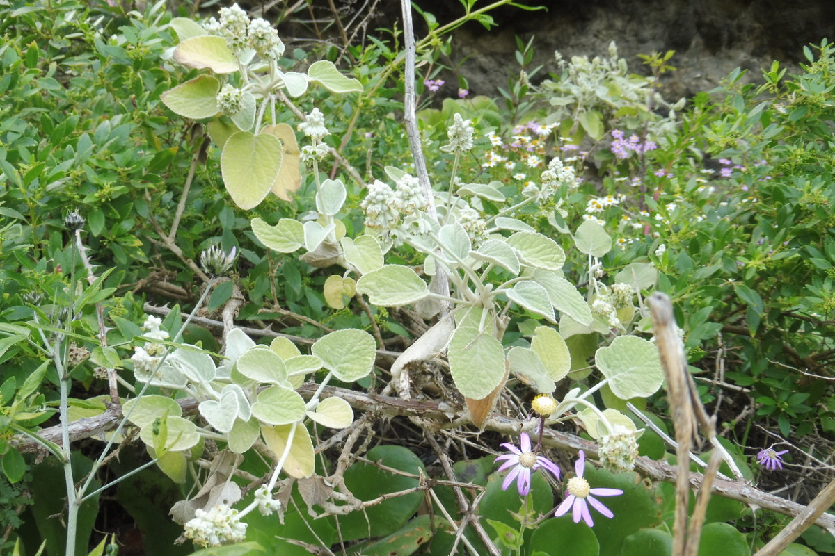 Barranco de Ruiz 2.JPG