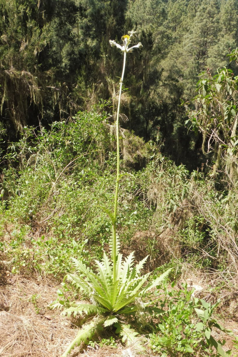 Sonchus 1 Los Organos.JPG