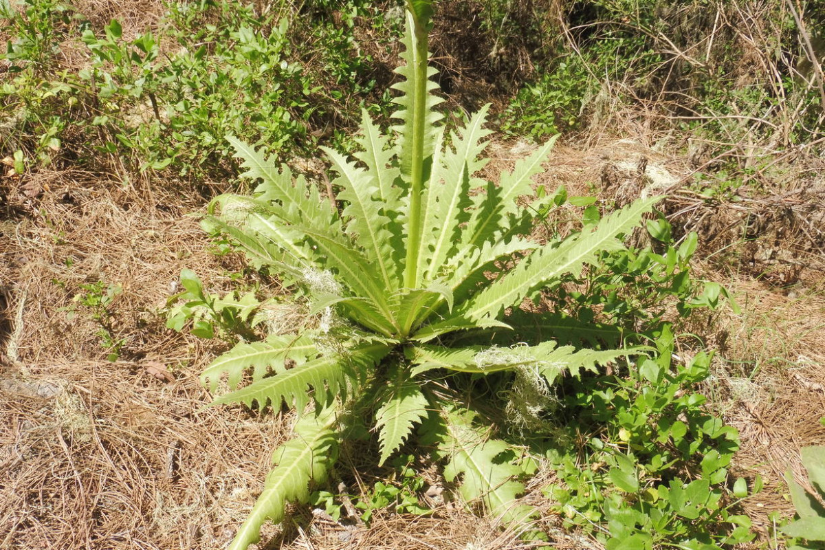 Sonchus 2 Los Organos.JPG