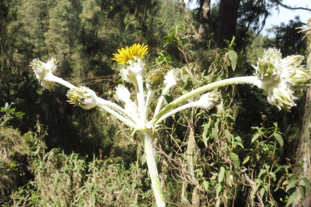 Sonchus 3 Los Organos.JPG