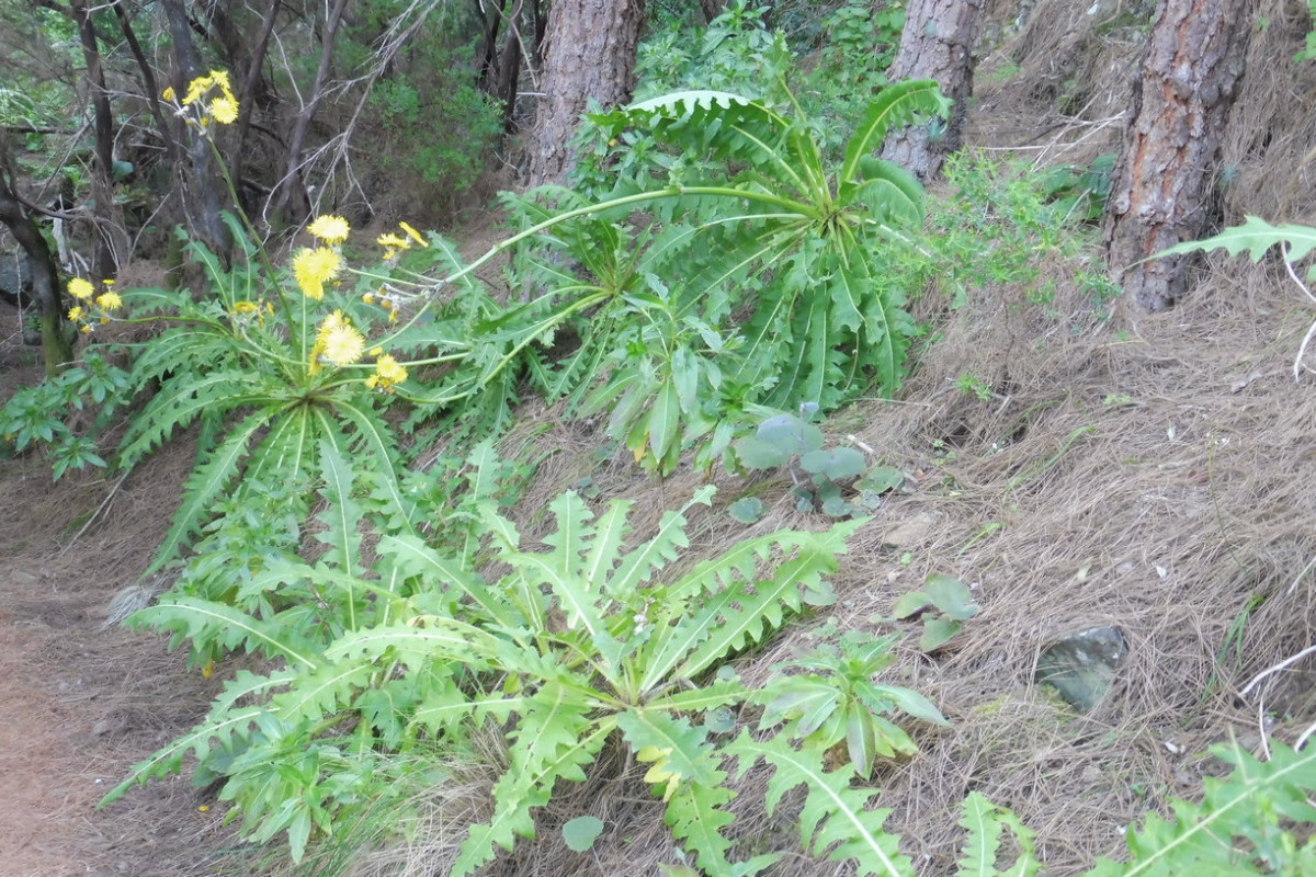 Sonchus Gruppe Los Organos.JPG