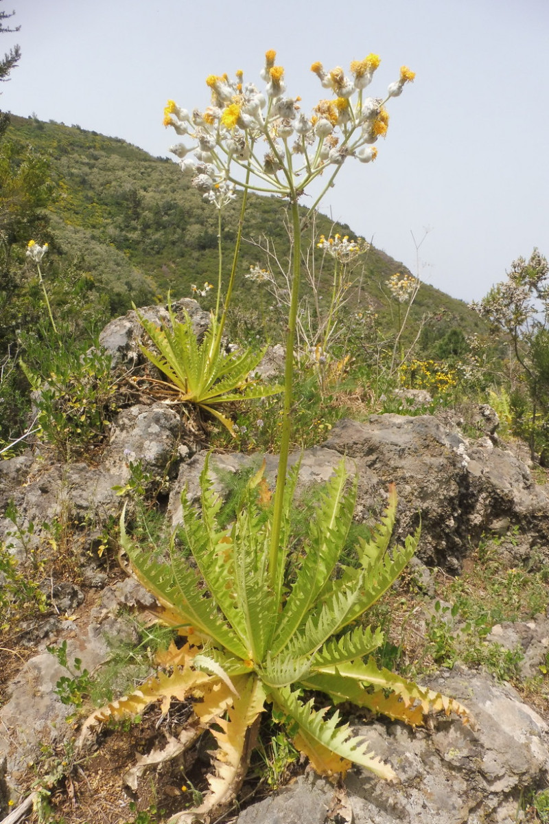 Sonchus Gruppe Los Silos.JPG