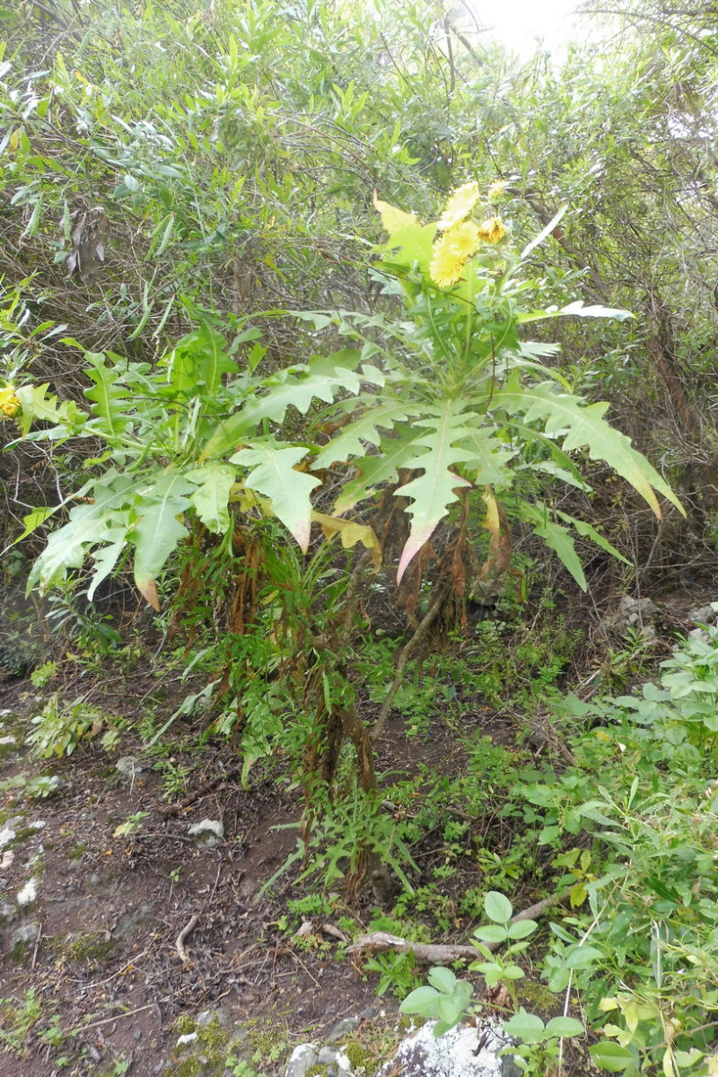 Sonchus Los Silos 1.JPG