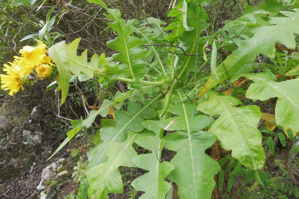 Sonchus Los Silos 2.JPG