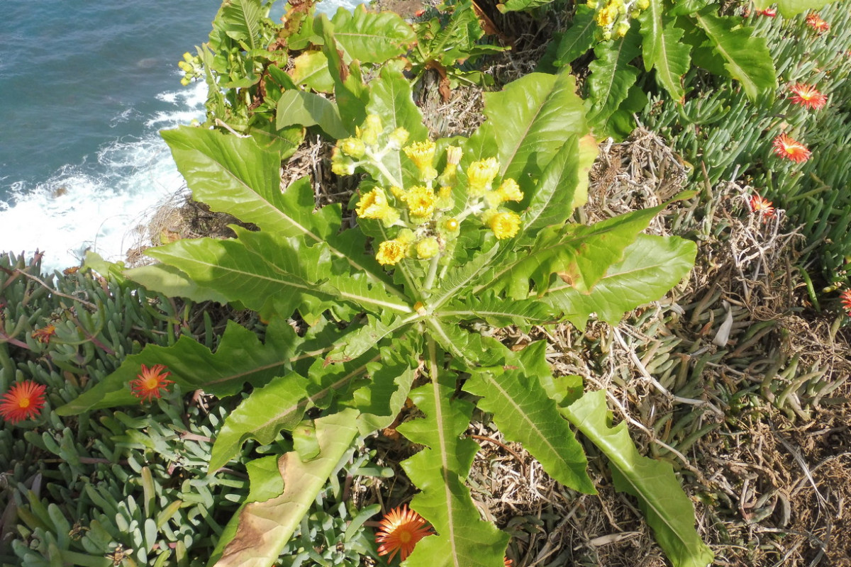 Sonchus Barranco Küste 1.JPG