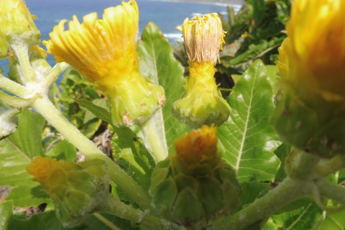 Sonchus Barranco Küste 2.JPG