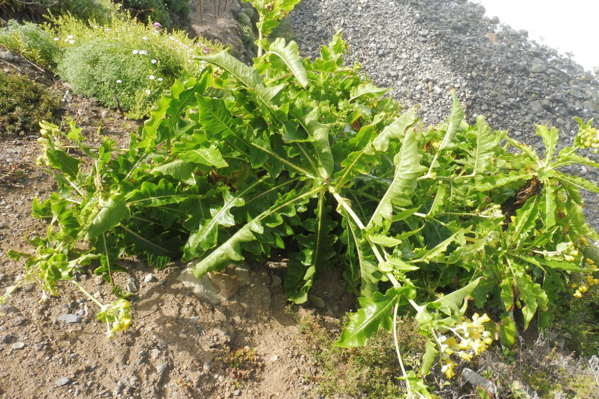 Sonchus Barranco Küste 3.JPG