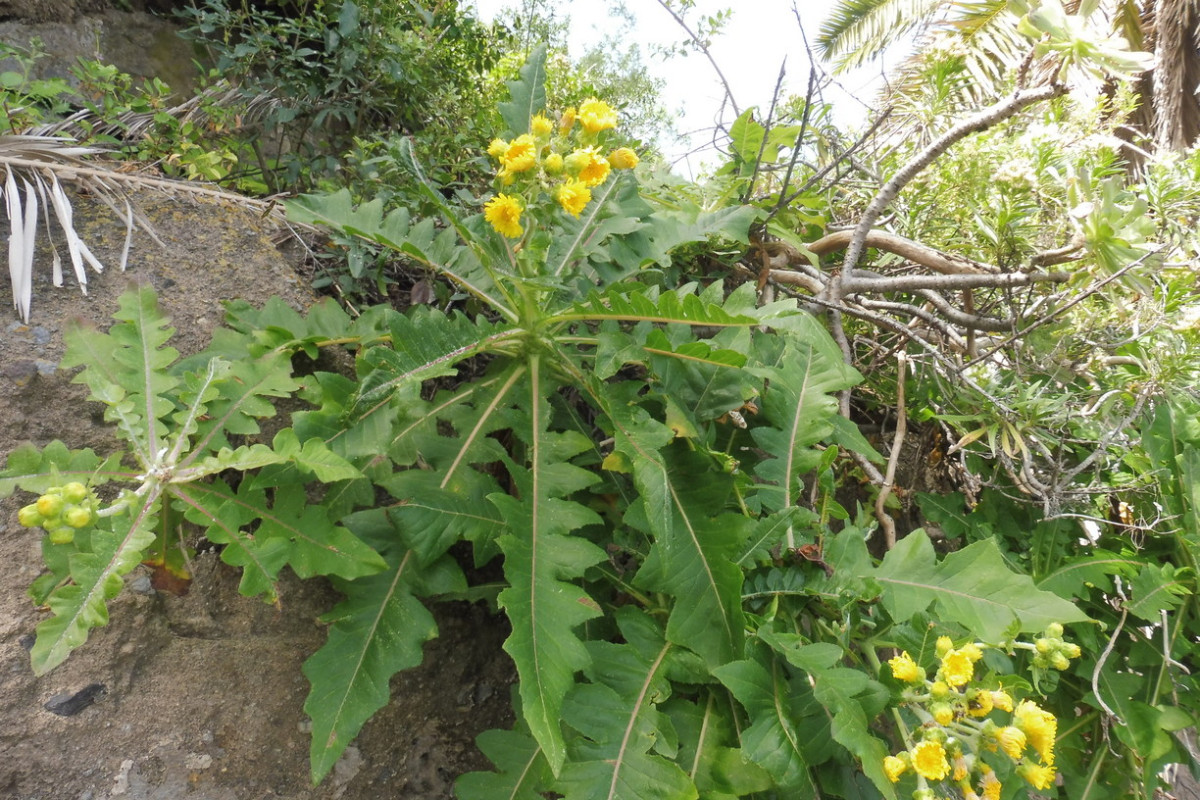 Sonchus Barranco.JPG