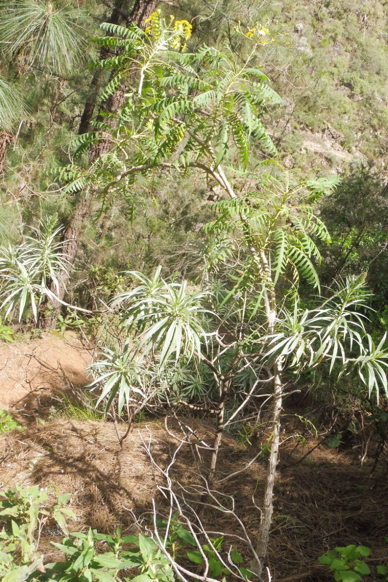 Sonchus Baum Los Organos 1.JPG