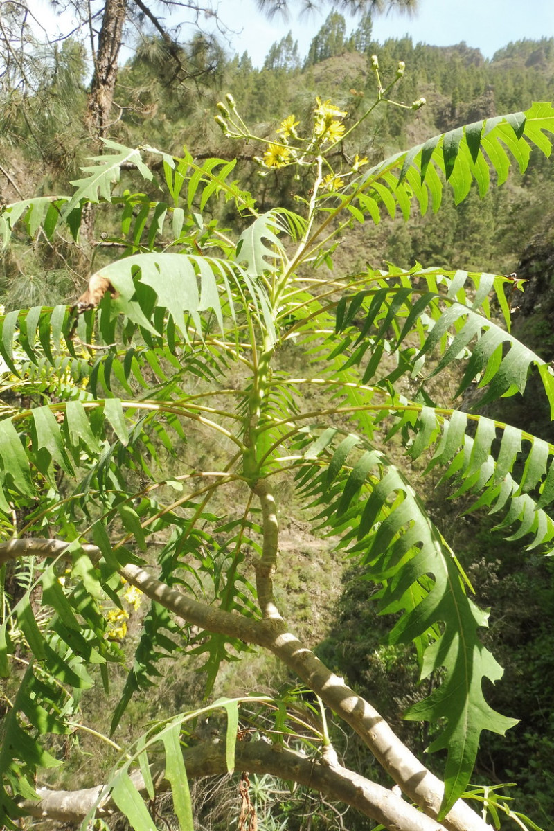 Sonchus Baum Los Organos 3.JPG