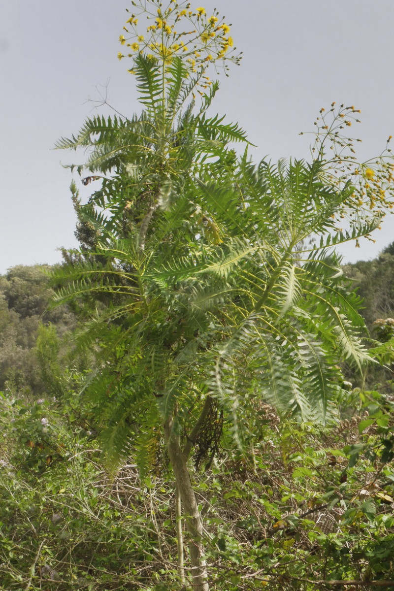 Sonchus canariensis 1.JPG