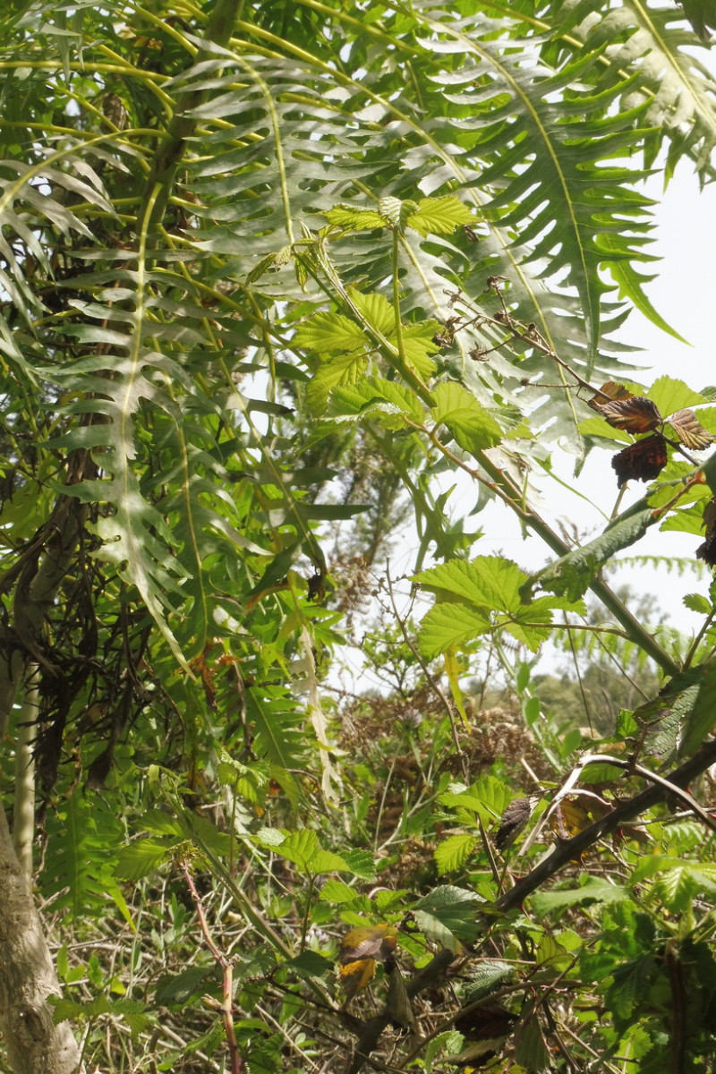 Sonchus canariensis 2.JPG