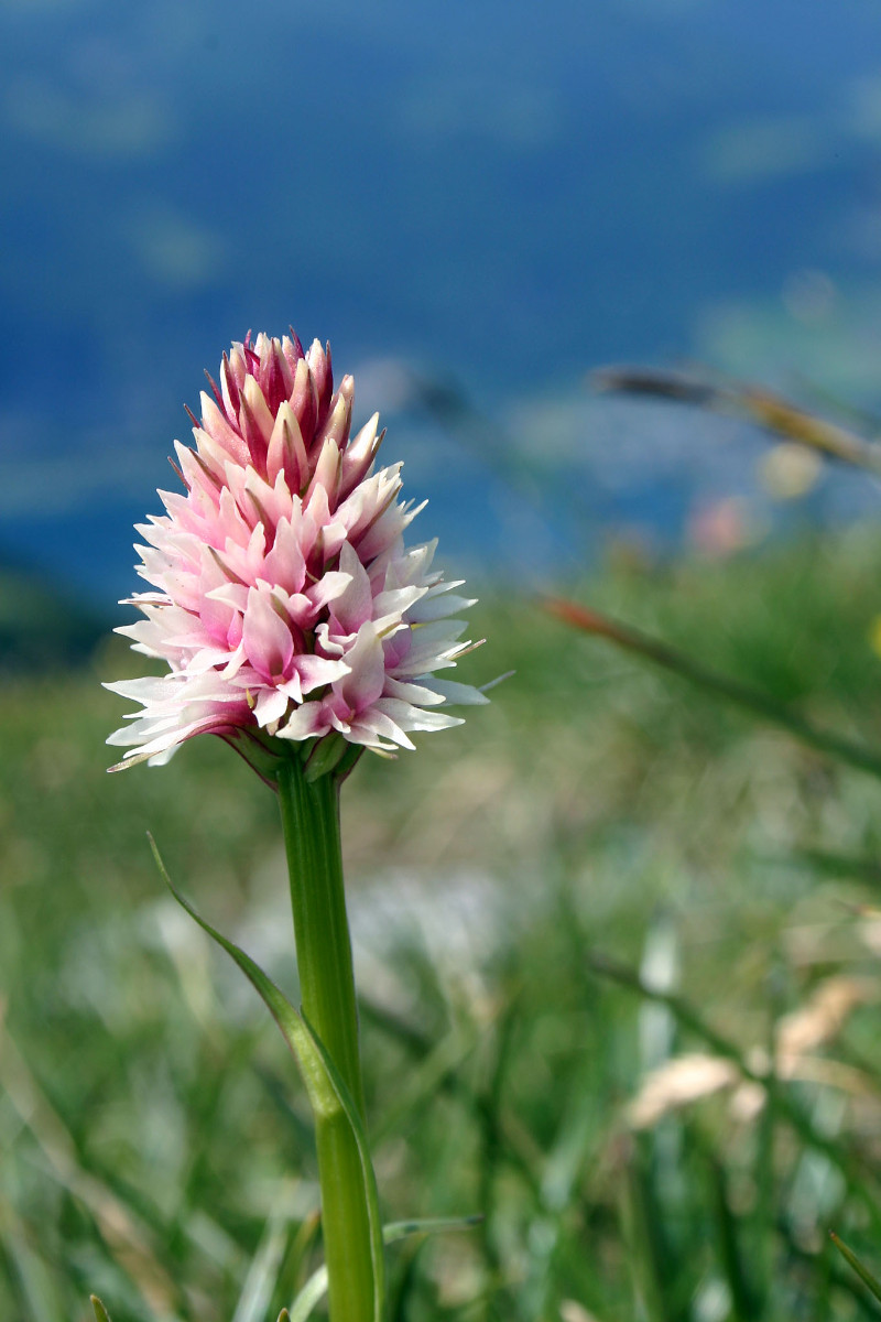 Nigritella stiriaca - Steirisches Kohlröschen