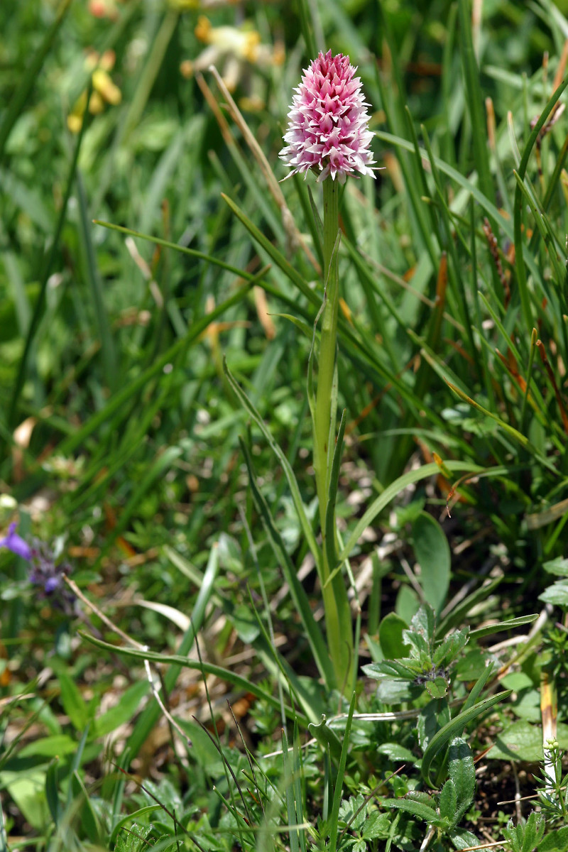 Nigritella stiriaca - Steirisches Kohlröschen