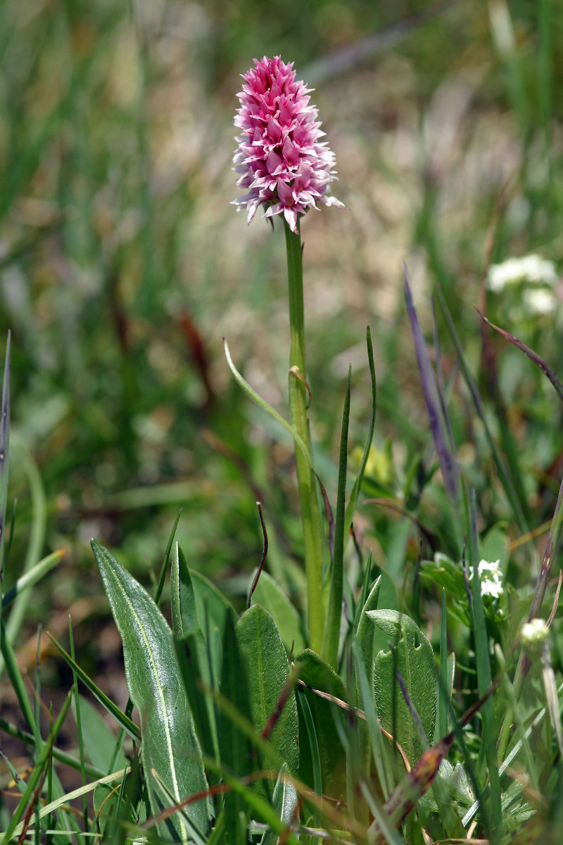 Nigritella stiriaca - Steirisches Kohlröschen