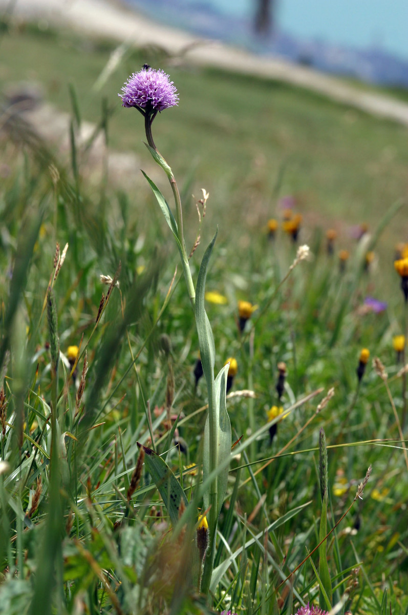 Traunsteinera globosa - Kugelorchis