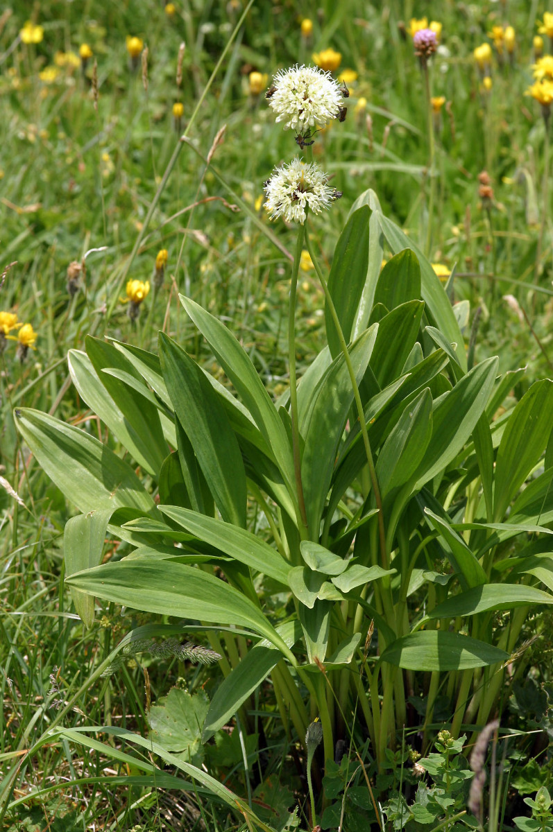 Allium victorialis - der Allermannsharnisch ist in den Almwiesen nicht selten