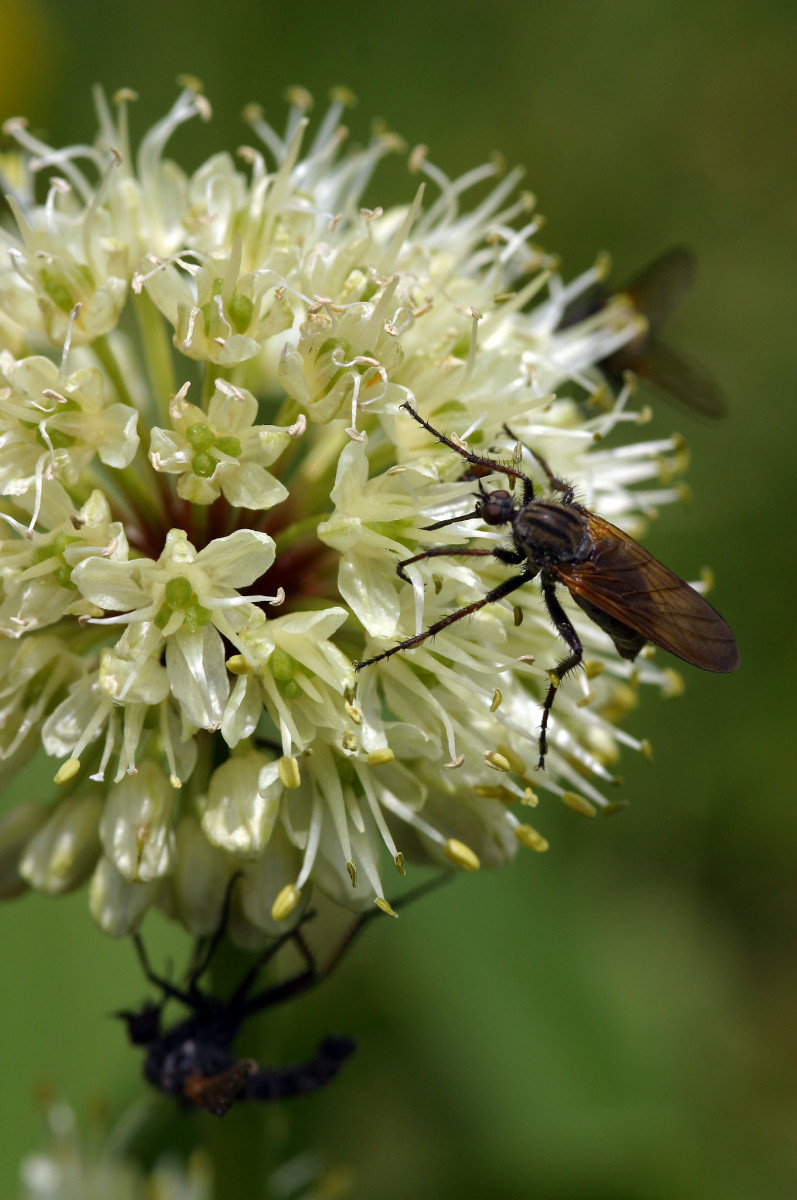 Allium victorialis - Allermannsharnisch