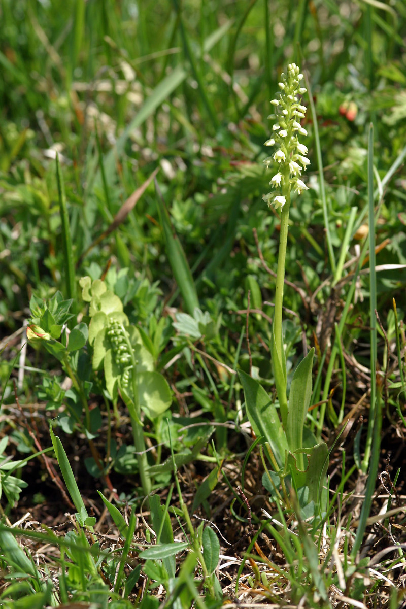 Botrychiumlunaria und Pseudorchis albida