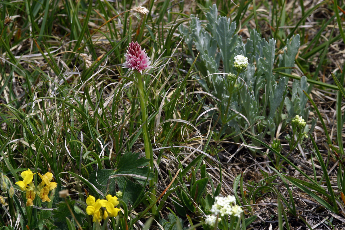 Nigritella stiriaca mit Achillea clavennae