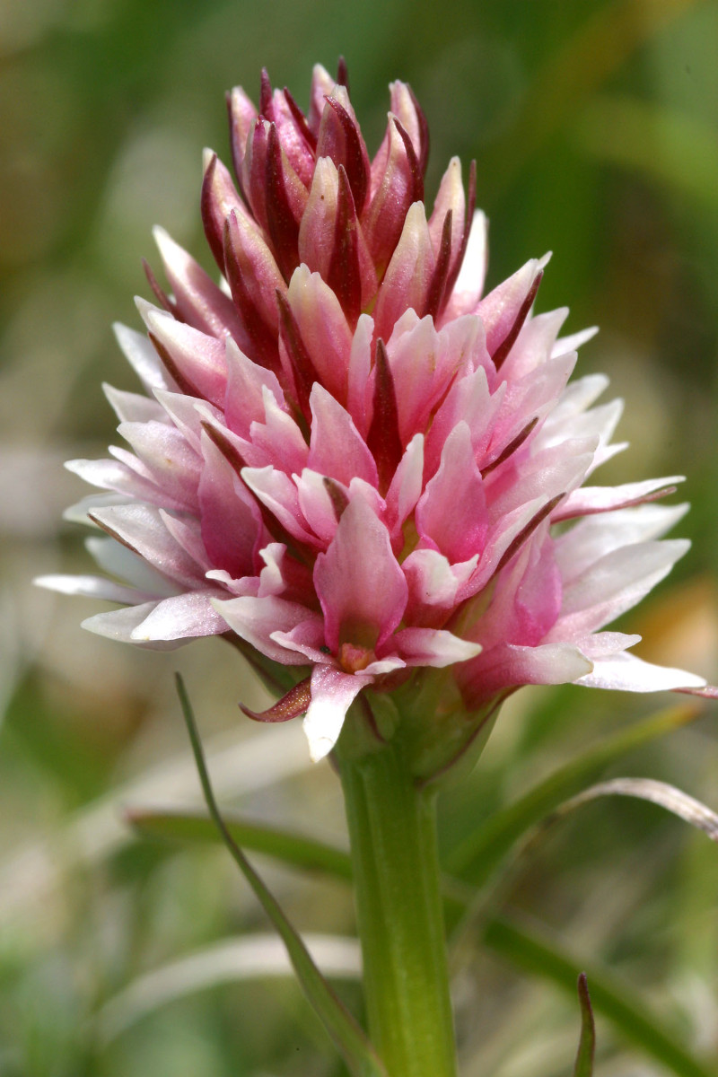 Nigritella stiriaca