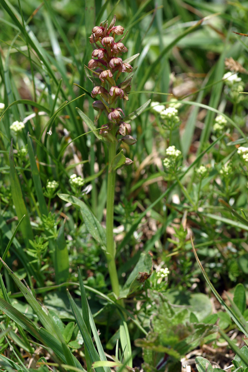 Coeloglossum viride (Dactylorhiza virides)